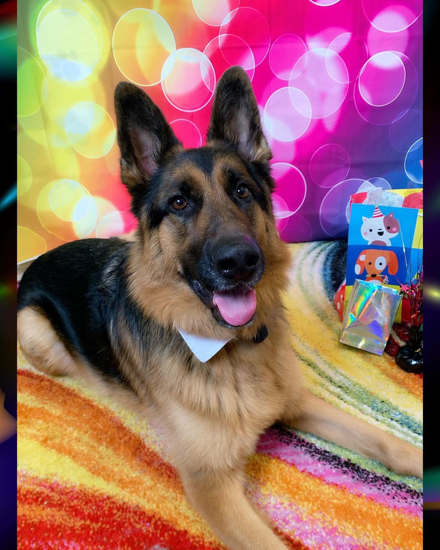 ☯️🐾Kepler celebrated his fourth birthday with us today!🥳
He had a blast playing with his ladies and enjoying his private play time!
Happy birthday, Kepler!🎉
.
.
.
.
.
.
.
.
.
.
.

#zendogscenter #waunakeewi #rufferee #doggiedaycare #dogsofinstagra