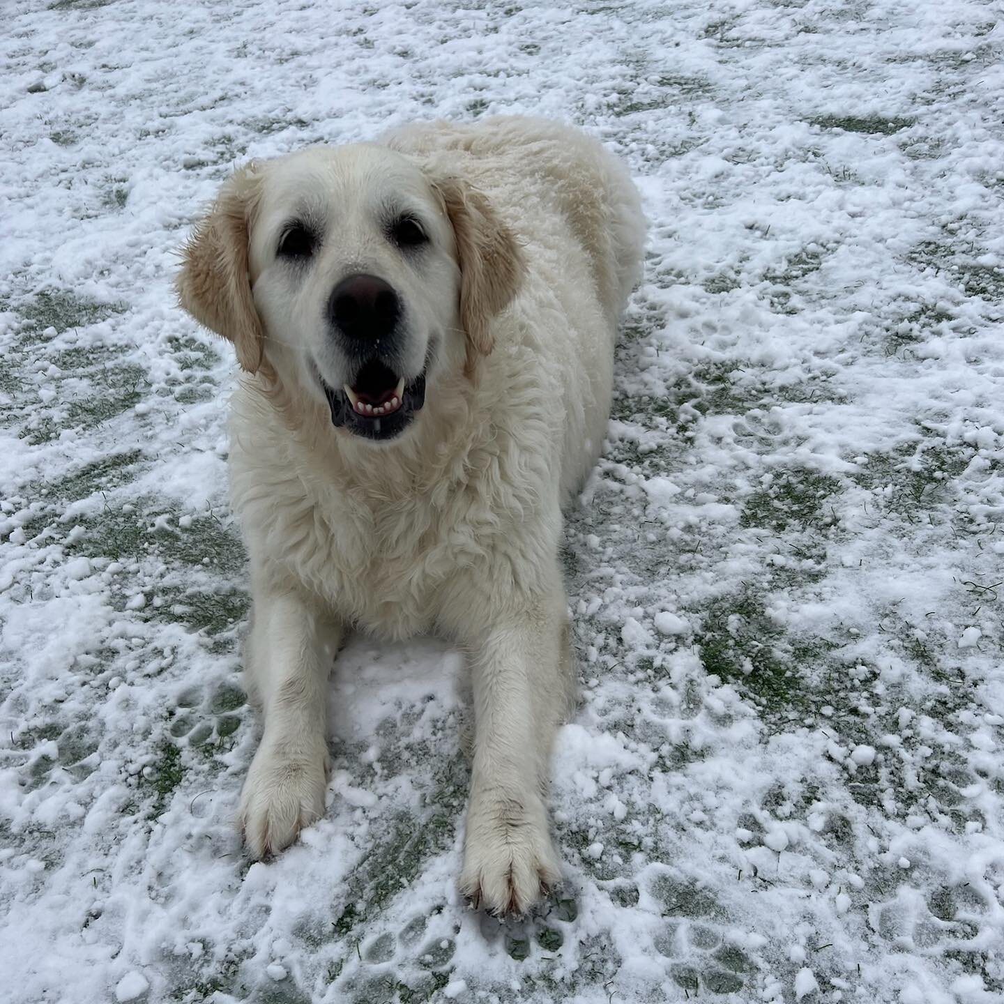 ☯️🐾 Our dogs are SNOW excited to play in the white soft fluffy snow! ❄️⛄️ 
.
.
.
.
.
.
#snowmuchfun #zendogscenter #waunakeewi #rufferee #doggiedaycare #dogsofinstagram #dogsofmadison #dogsofwisconsin #dogsofwaunakee #danecountydogs #zendogs #zenzon