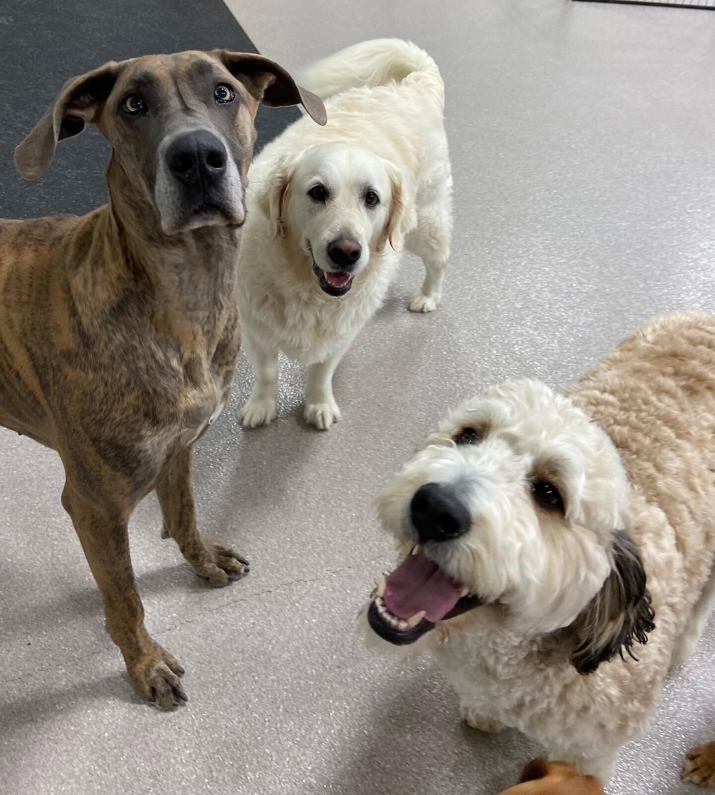 ☯️🐾 Between playing in the cold snow quickly and then warming up with friends in the gym, our Saturday dogs had a great day!
.
.
.
.
.
.
#saturdaysareforthedogs #zendogscenter #waunakeewi #rufferee #doggiedaycare #dogsofinstagram #dogsofmadison #dog