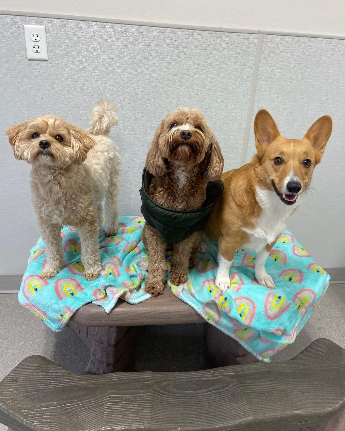 ☯️🐾 The cold temps never bother our little dogs when they&rsquo;ve got indoor play gyms with couches, blankets, and friends to help them keep warm! 
.
.
.
.
.
.
#zendogscenter #waunakeewi #rufferee #doggiedaycare #dogsofinstagram #dogsofmadison #dog