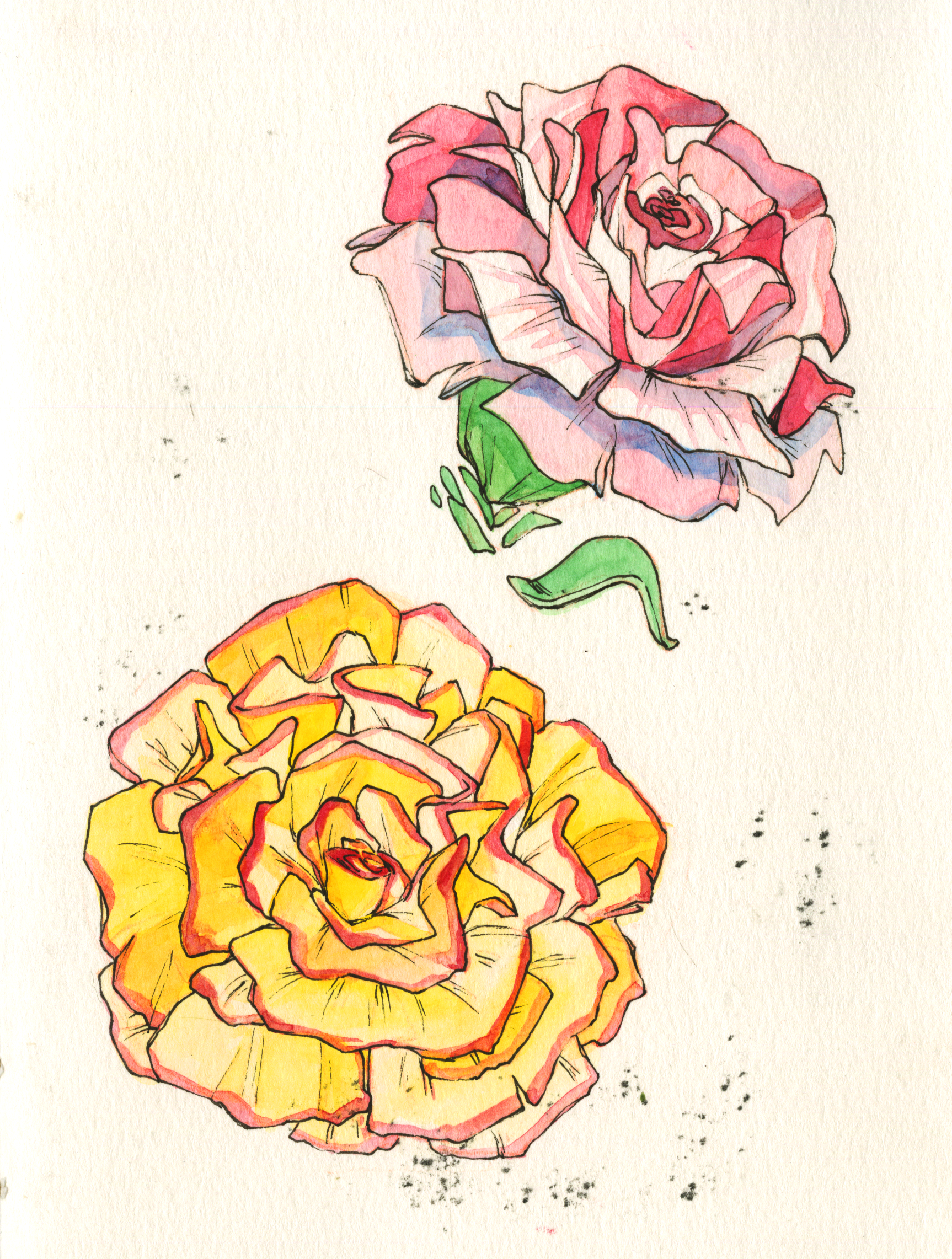 carnations.png