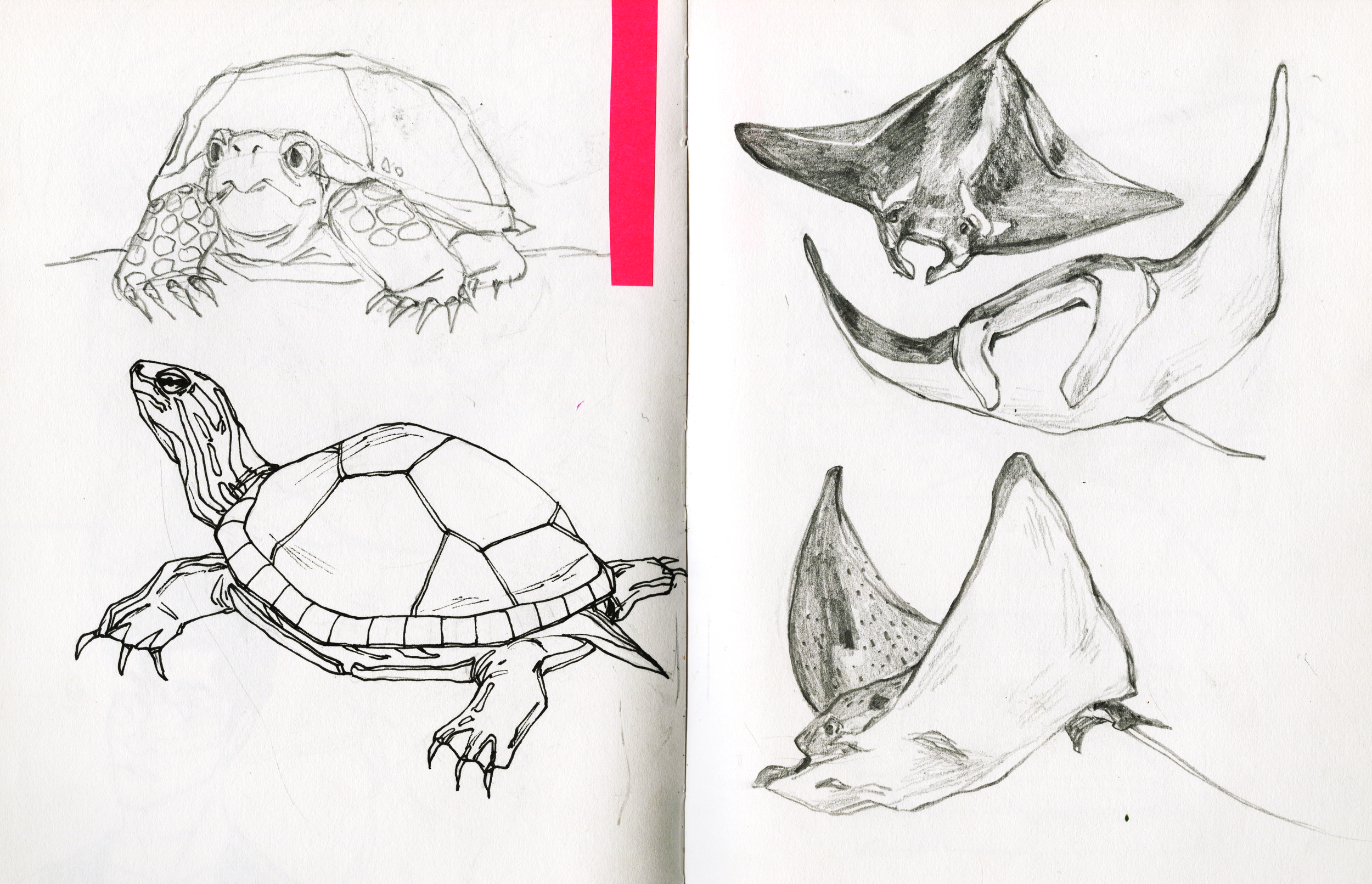 pet turtle+rays copy.png