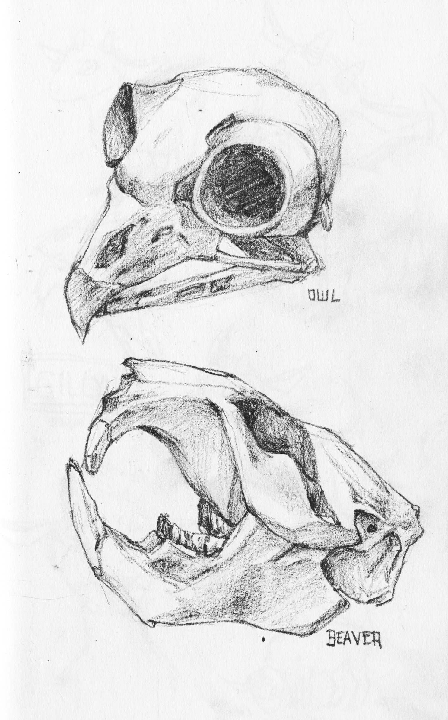 skulls 1 copy.png