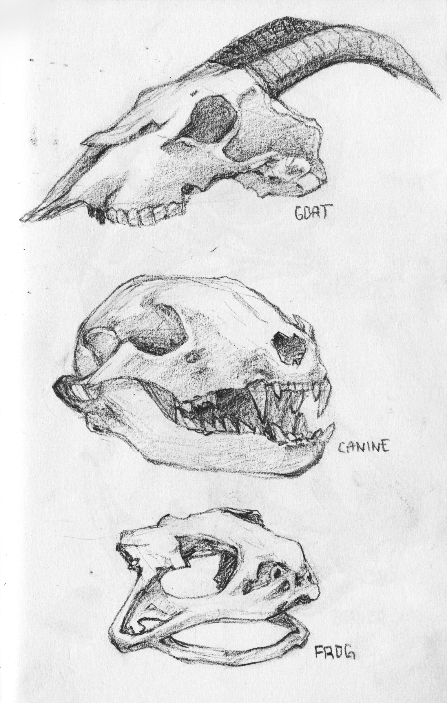 skulls copy.png