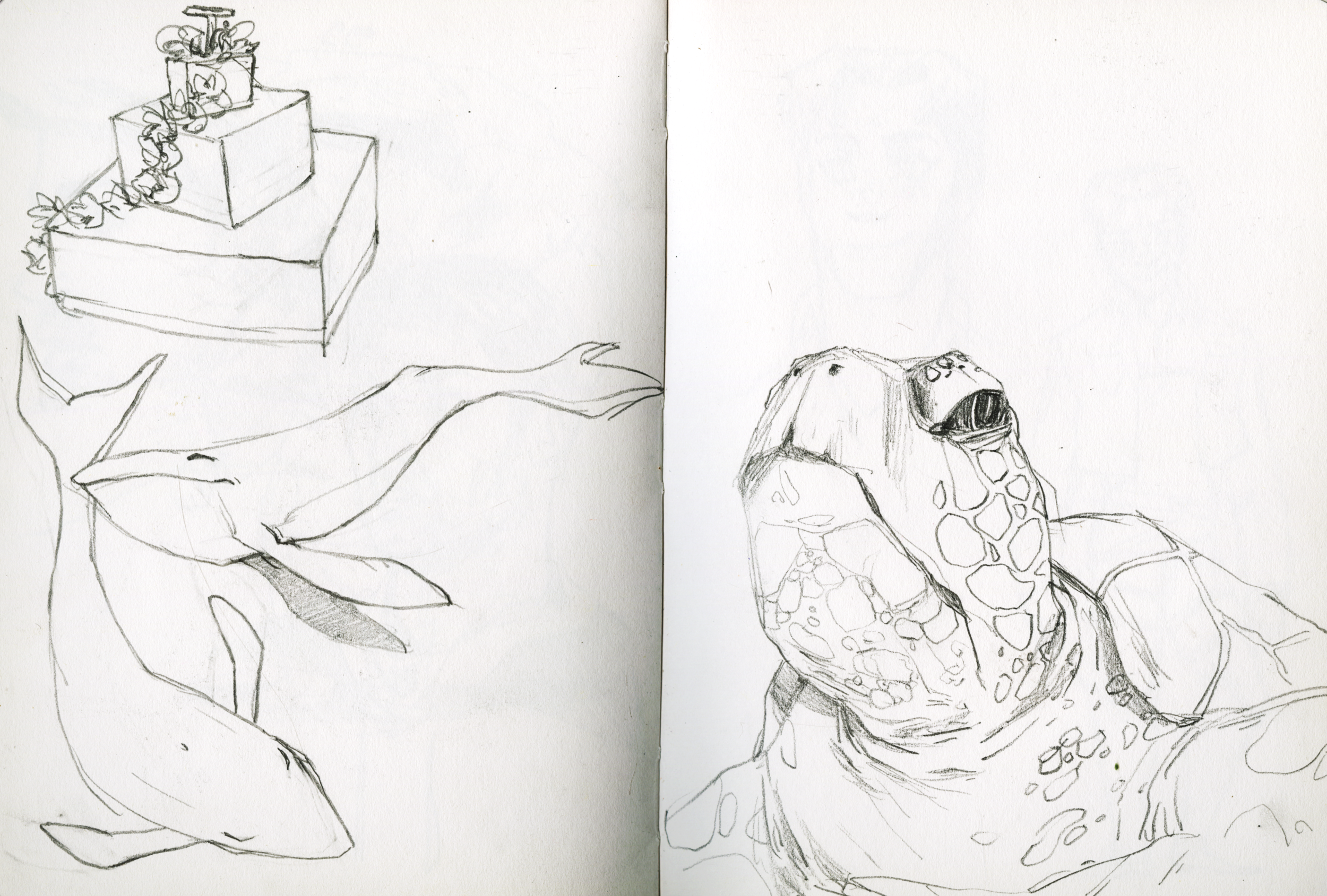 whale+turtle copy.png