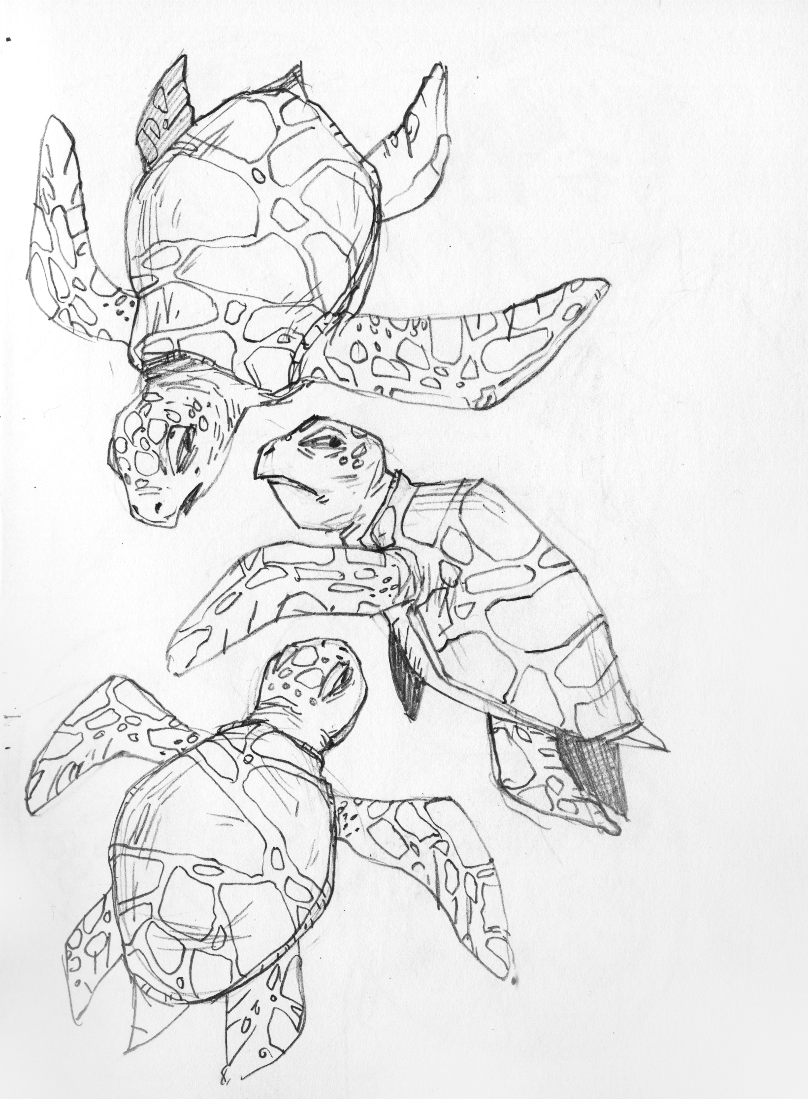turtle copy.png