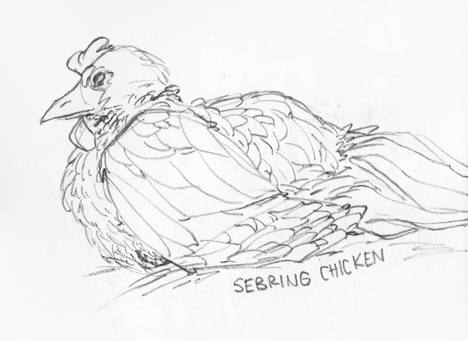 chicken.png