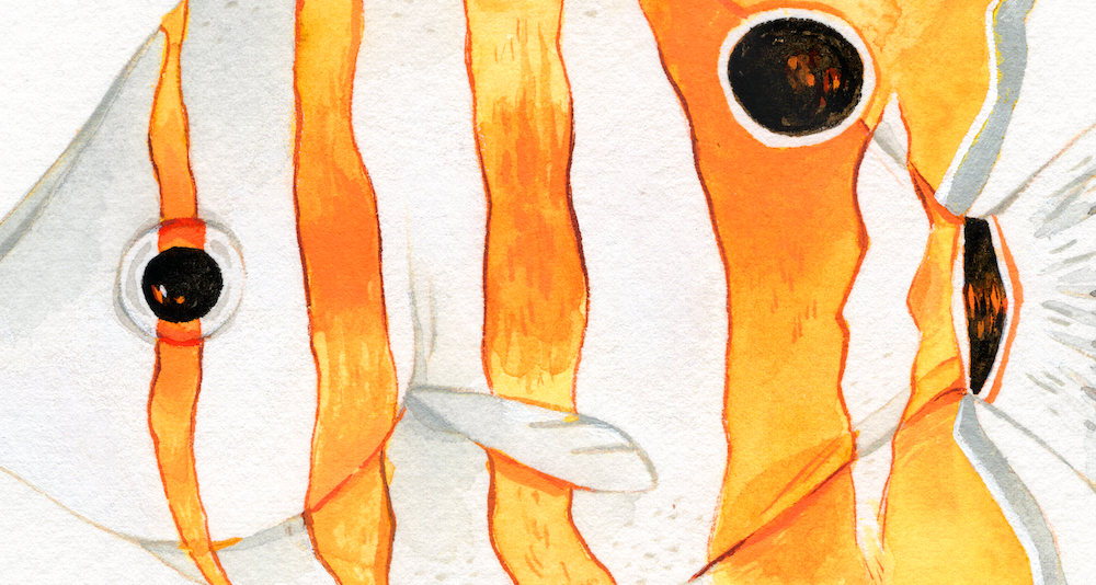 copperband detail copy.png