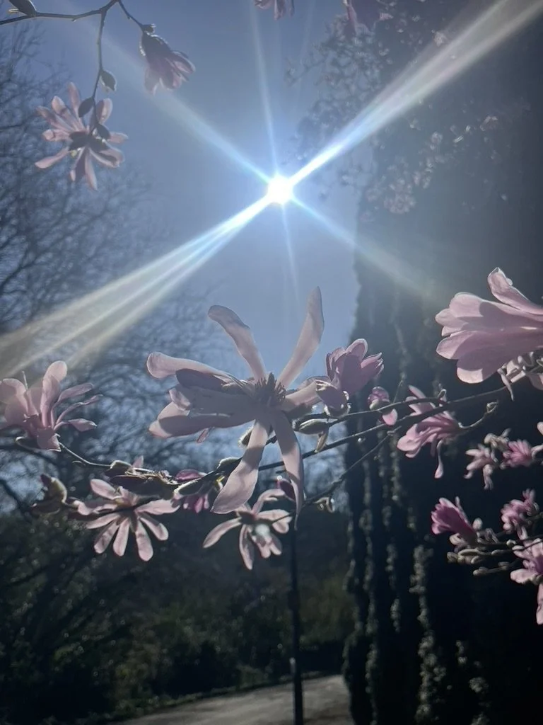 Pink magnolia flowers on a branch with sunlight shining directly overhead in a clear sky.