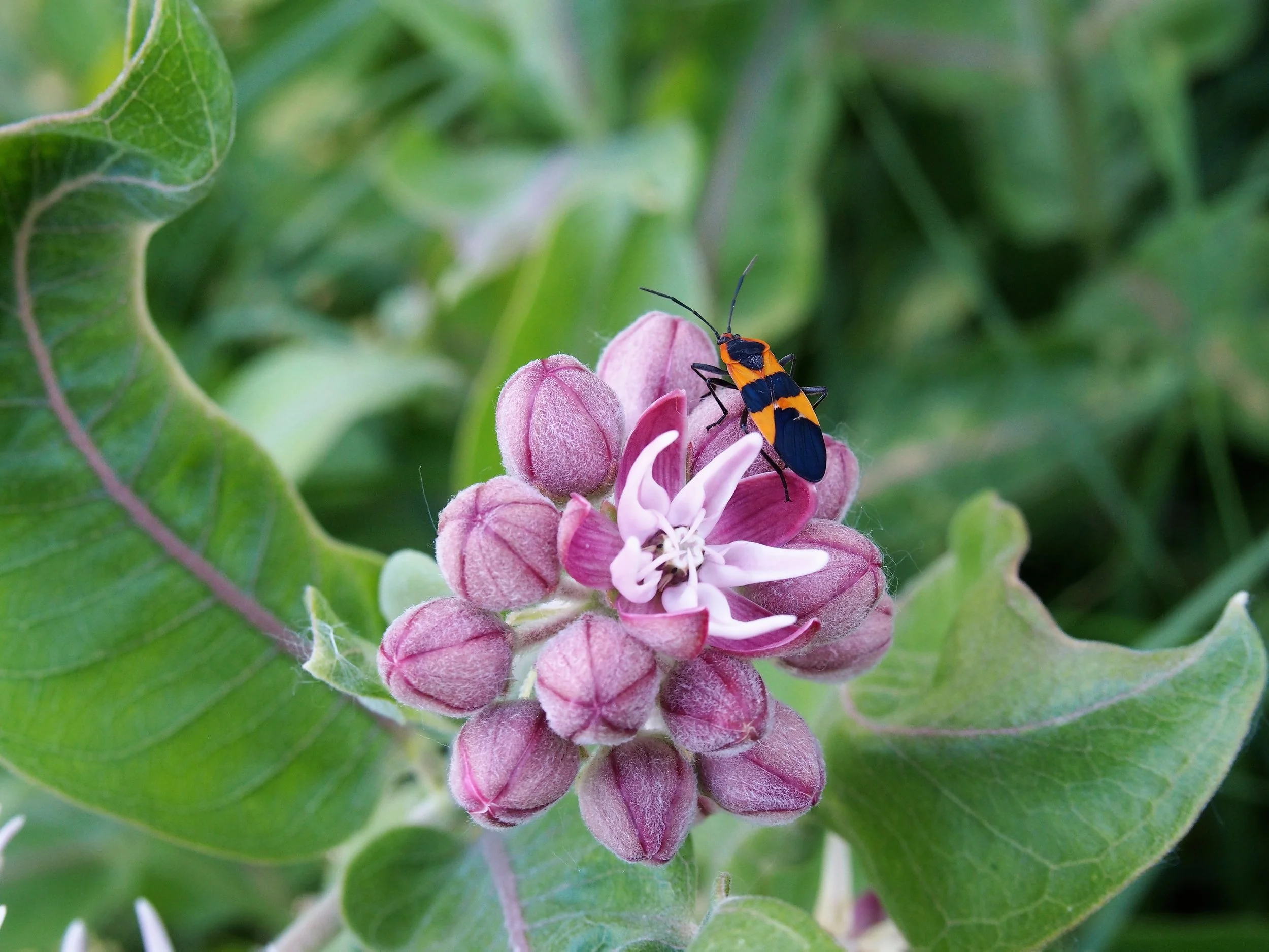 P7100937.JPG