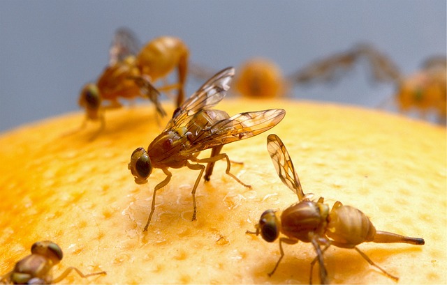 Drosophila Fly fruit flies or house flies Trap Net Reusable Insect