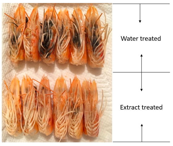Figure 3. Comparison of shrimp treated by water and DFP extract.
