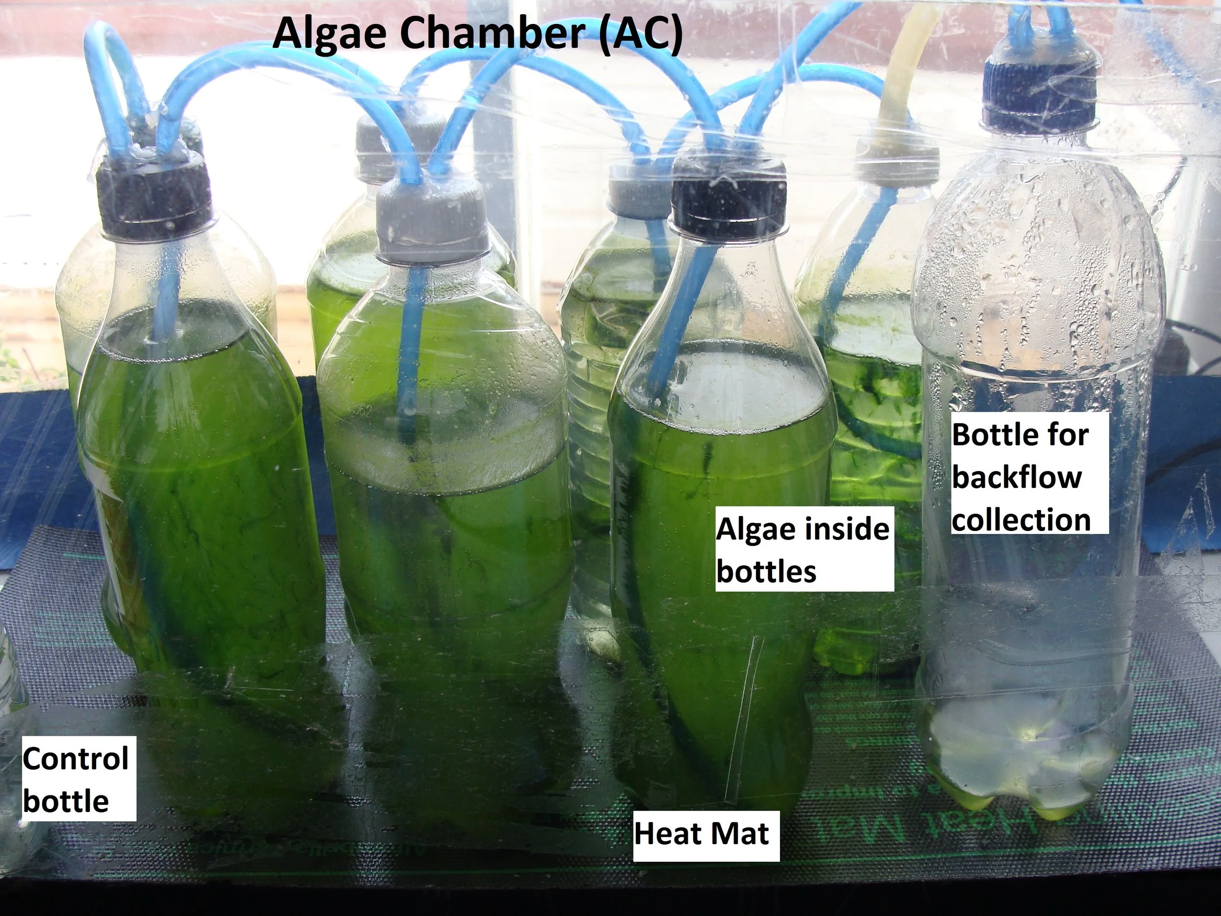 AlgaeBased Carbon Capture System A Sustainable Solution for Carbon