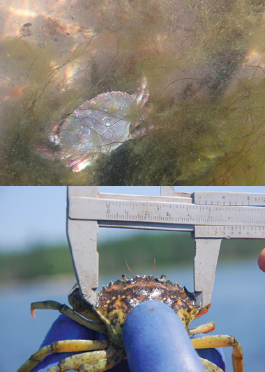 Figure 2. Rock crab (top), and green crab (bottom).
