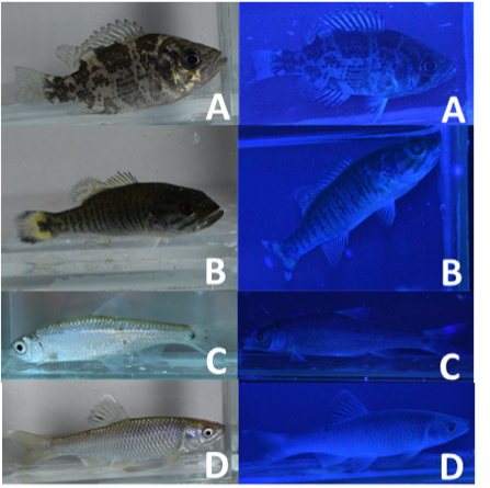 Figure 2. Fluorescent pigmentation in Great Lakes fish specimens. A, Rock Bass ( Ambloplites rupestris ); B, Smallmouth Bass ( Micropterus dolomieu ); C, Spottail Shiner ( Notropis hudsonius ); D, Spotfin Shiner ( Cyprinella spiloptera ).