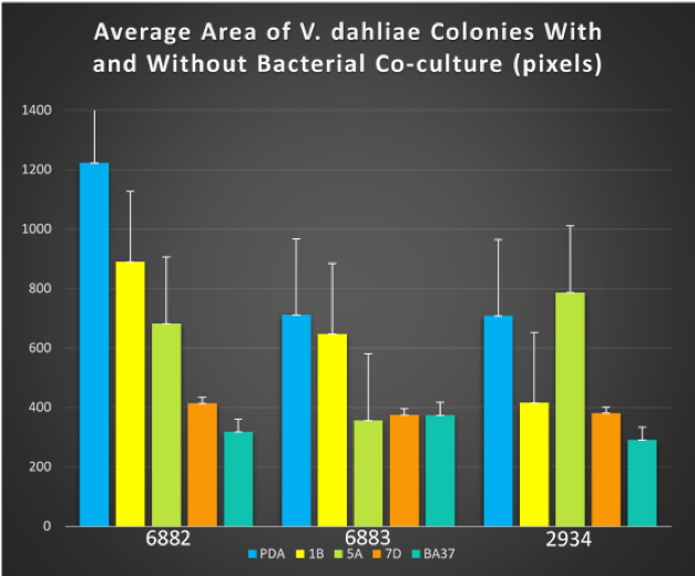 Figure 2. Combined bar graph of the average area of V. dahliae colonies seven days post-inoculation.