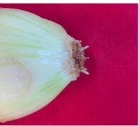 Figure 3: Onion from the 25% Stormwater Concentration Group