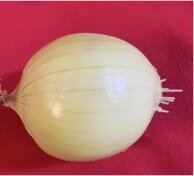 Figure 2: Control group onion