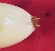 Figure 5: Onion from the 100% Stormwater Concentration Group