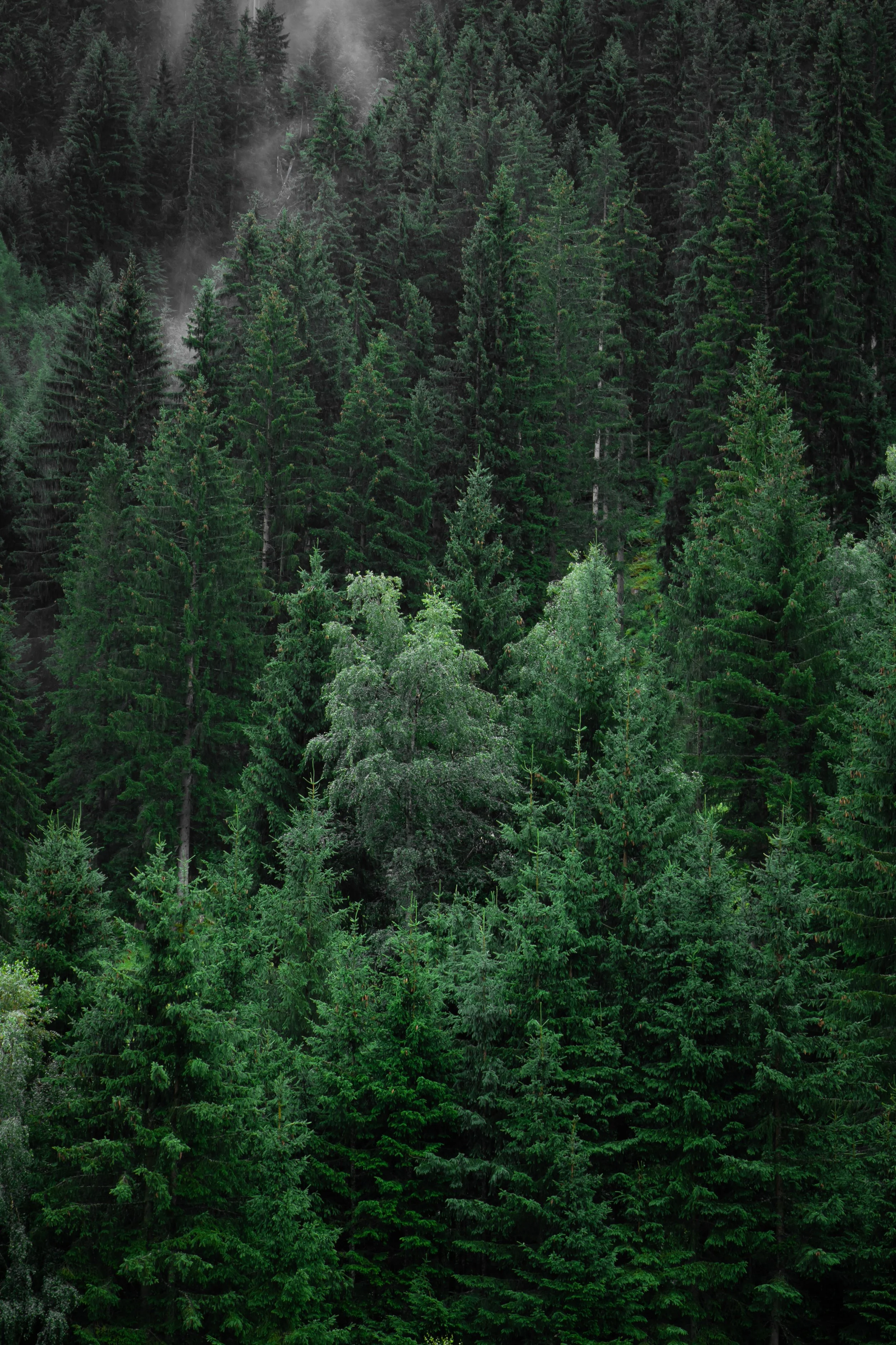 Six BC Pinophyta Conifers’ Dust Retention Ability and Impact on Photosynthesis Productivity