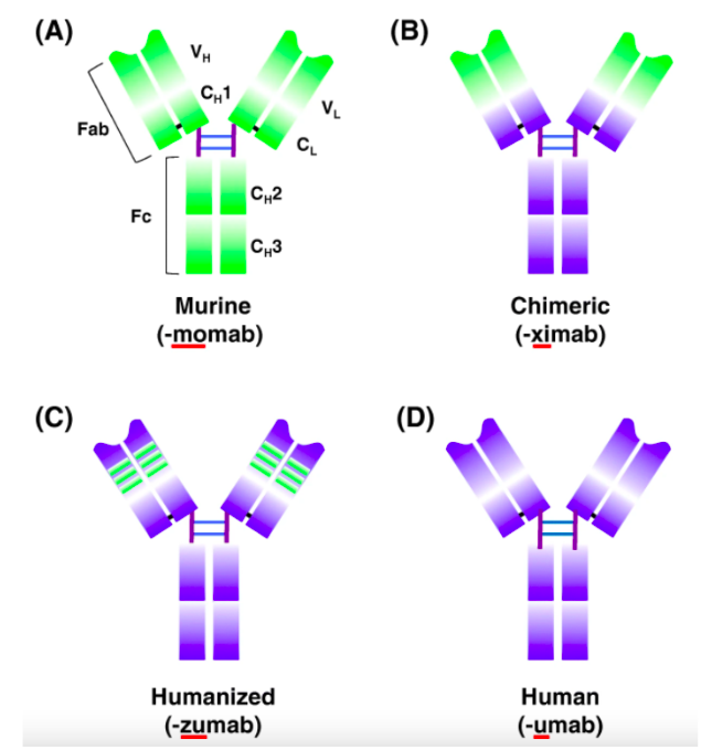 A Notable Alternative to Treating Rheumatoid Arthritis AntiCD4