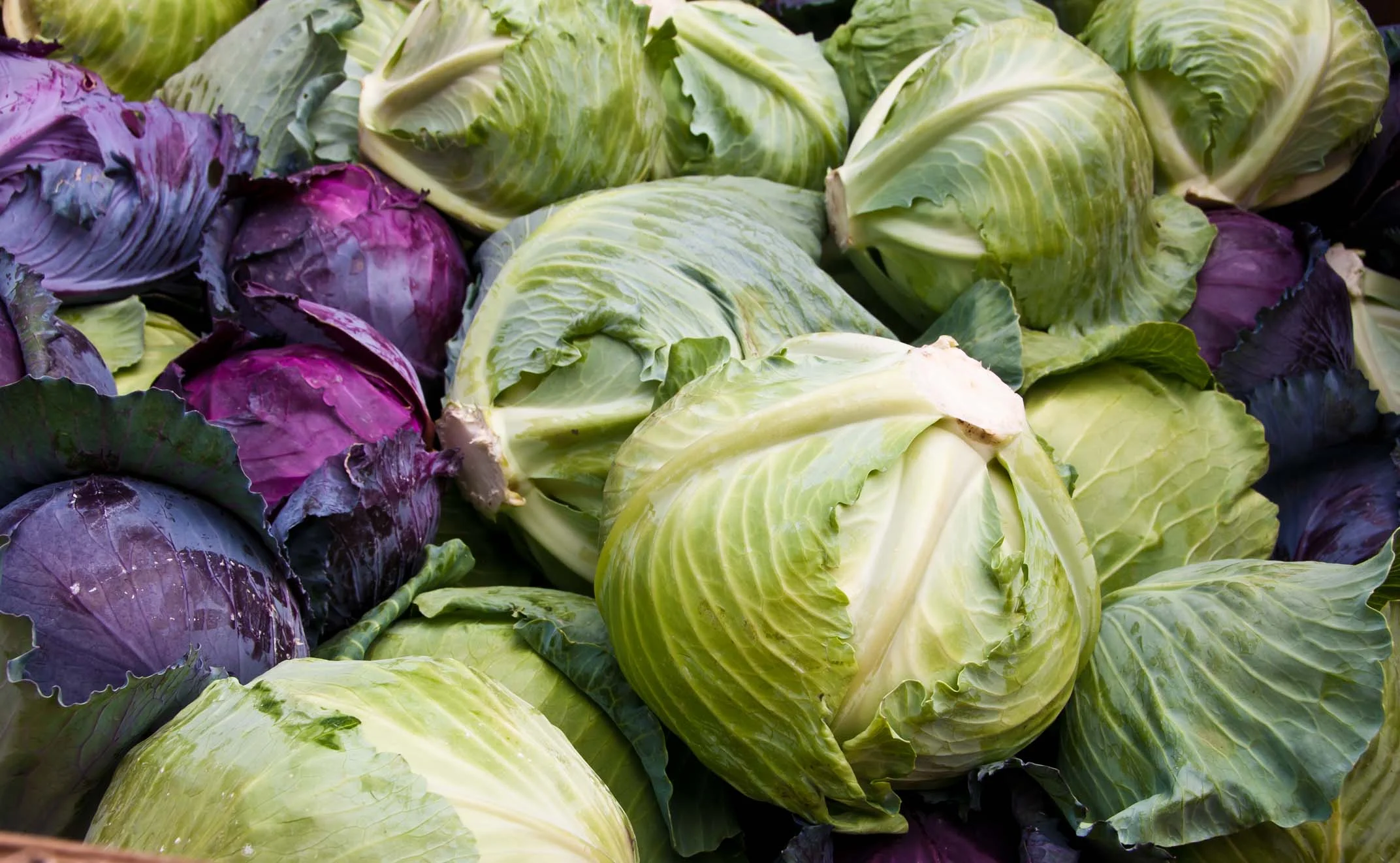 Cabbagered:greenweb.jpg