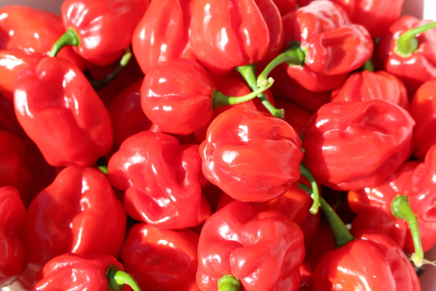 JAMAICAN SCOTCH BONNET PEPPERS