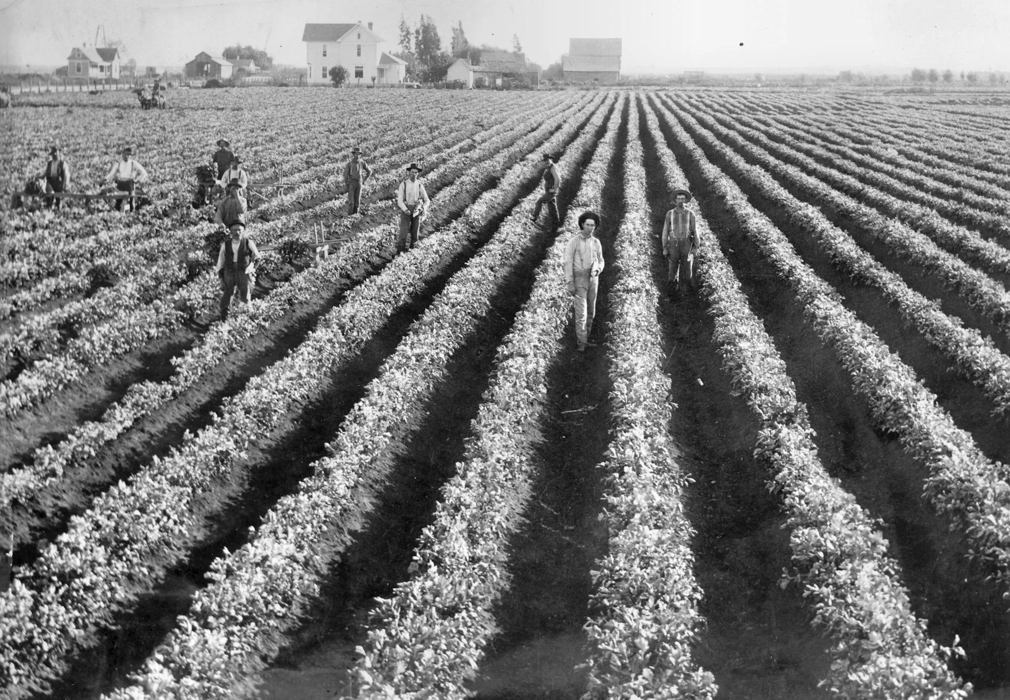 Celery fields near Westminster, ca 1900 (Courtesy the First American Corporation).