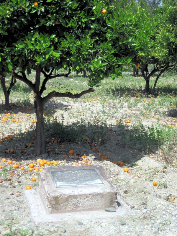 Robert D. Hoyt orange grove at Hart Park.