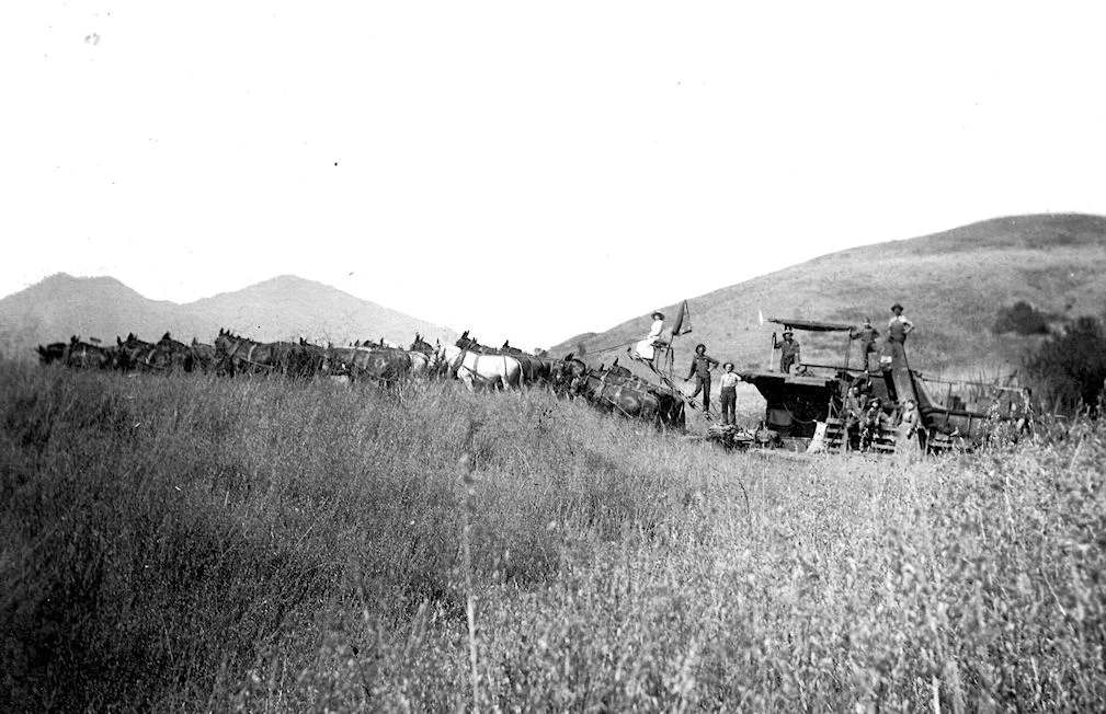 Sleeper & Waller's harvesting rig on the Trabuco Mesa, circa 1909.