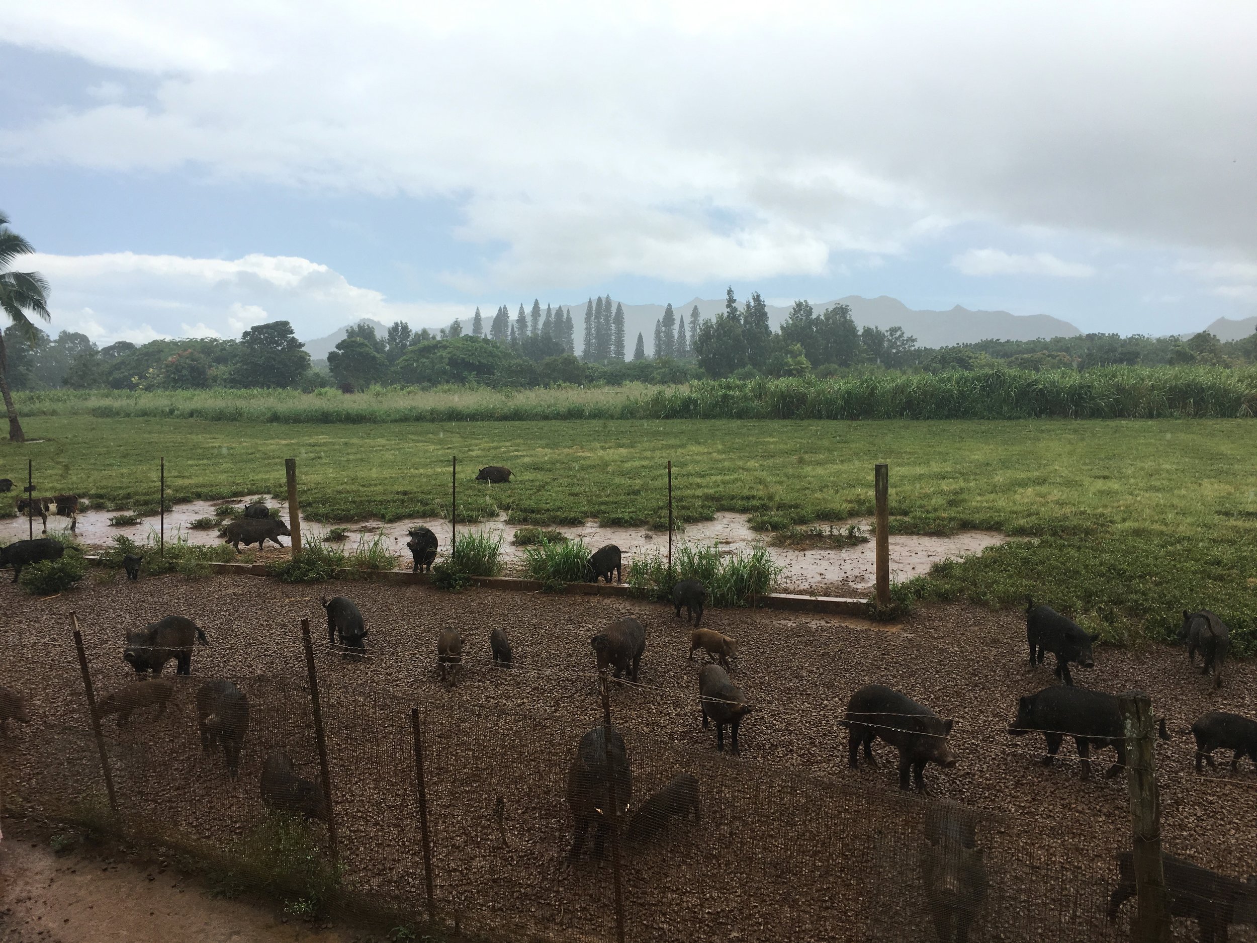 Pig Feeding Stop