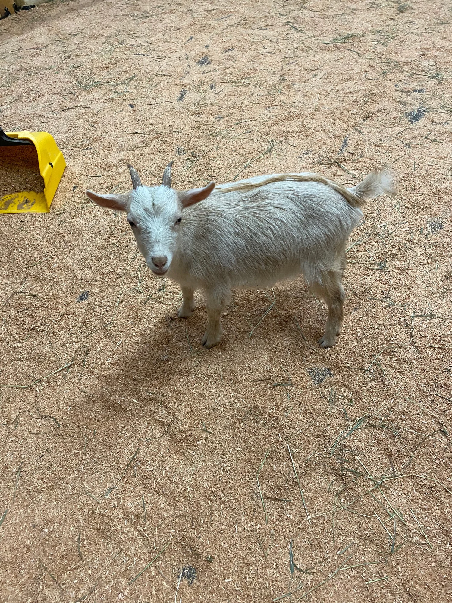 Debbie Dolittle Indoor Petting Zoo - mvjehja