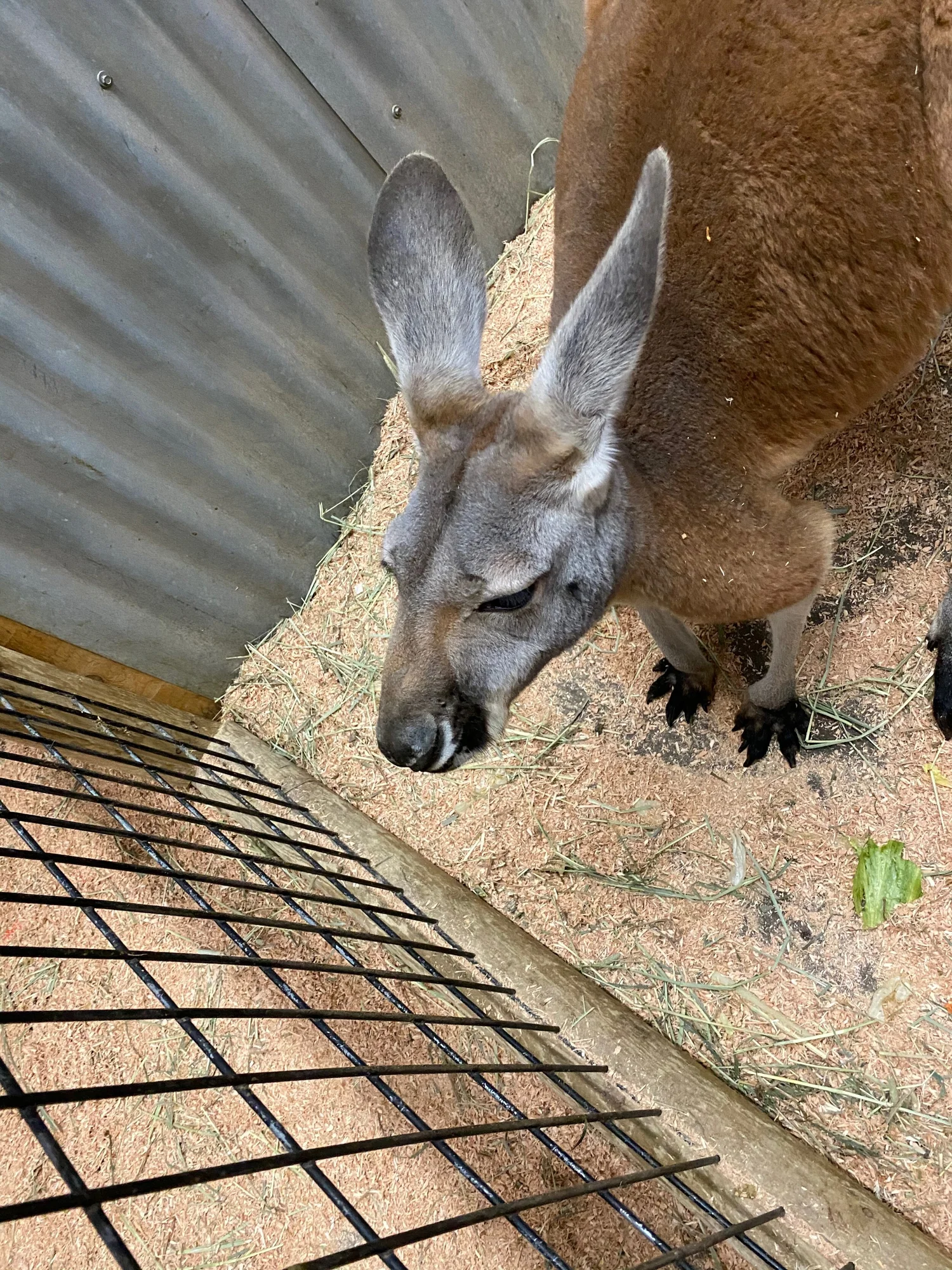 Debbie Dolittle Indoor Petting Zoo - tl8l6y1
