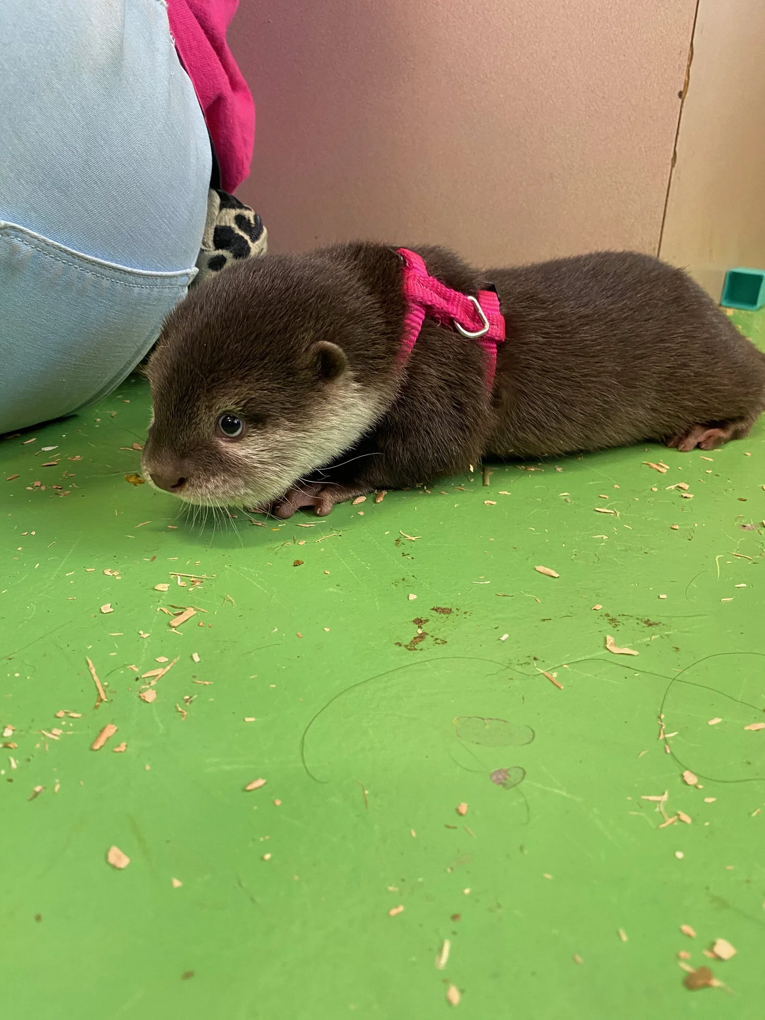 Debbie Dolittle Indoor Petting Zoo - gixj3df