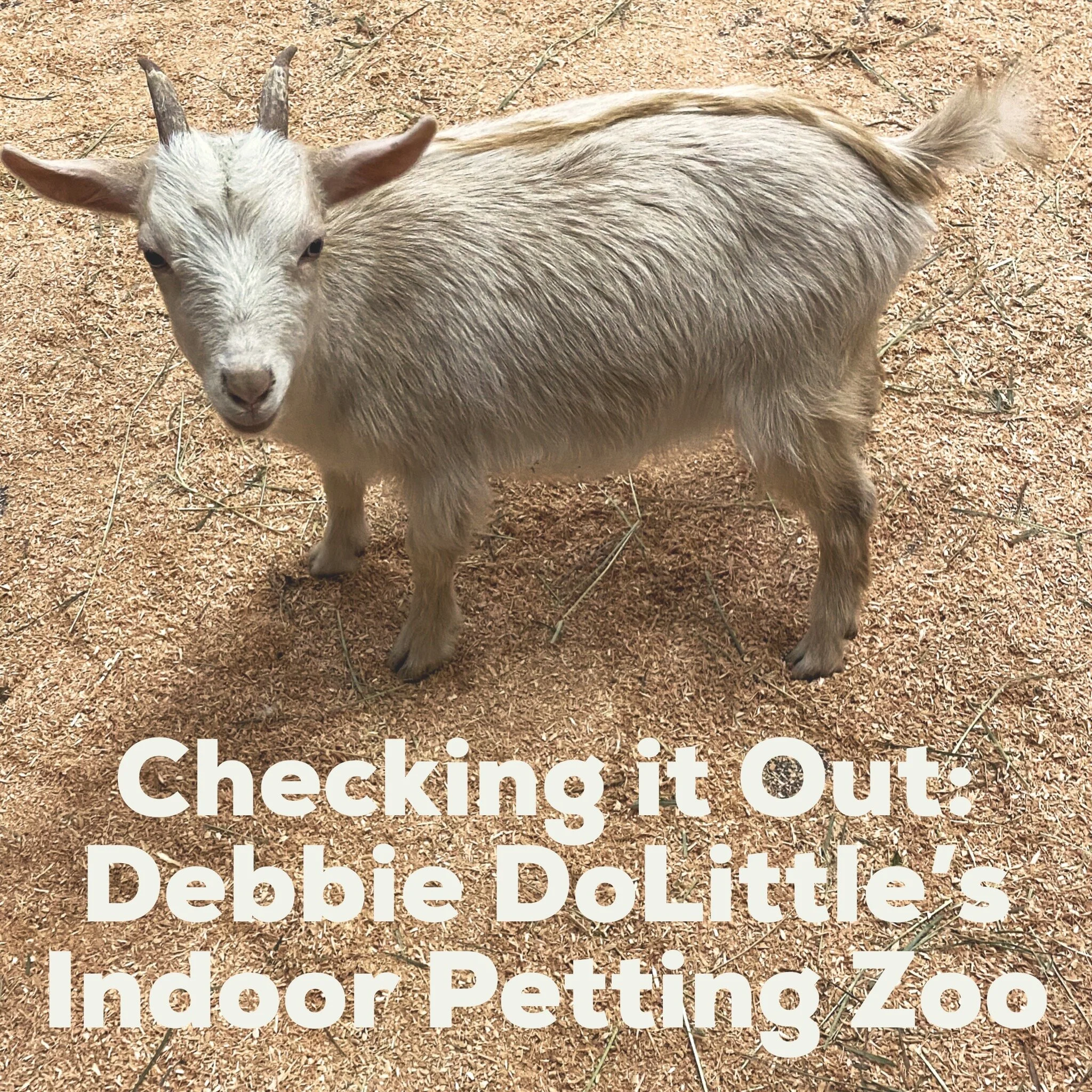 Checking it Out: Debbie Dolittle's Indoor Petting Zoo