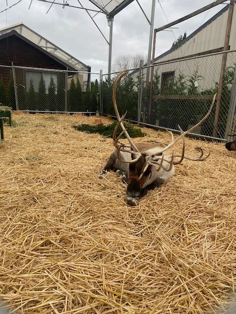 Watson's Nursery Reindeer