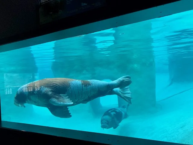 Point Defiance Zoo &amp; Aquarium 