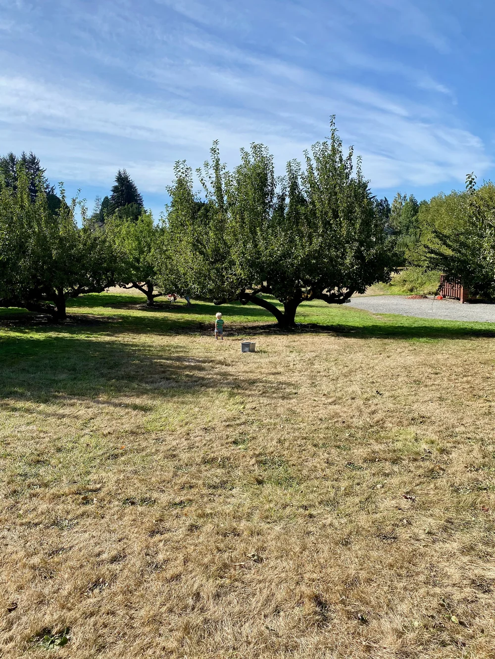 Curran Apple Orchard