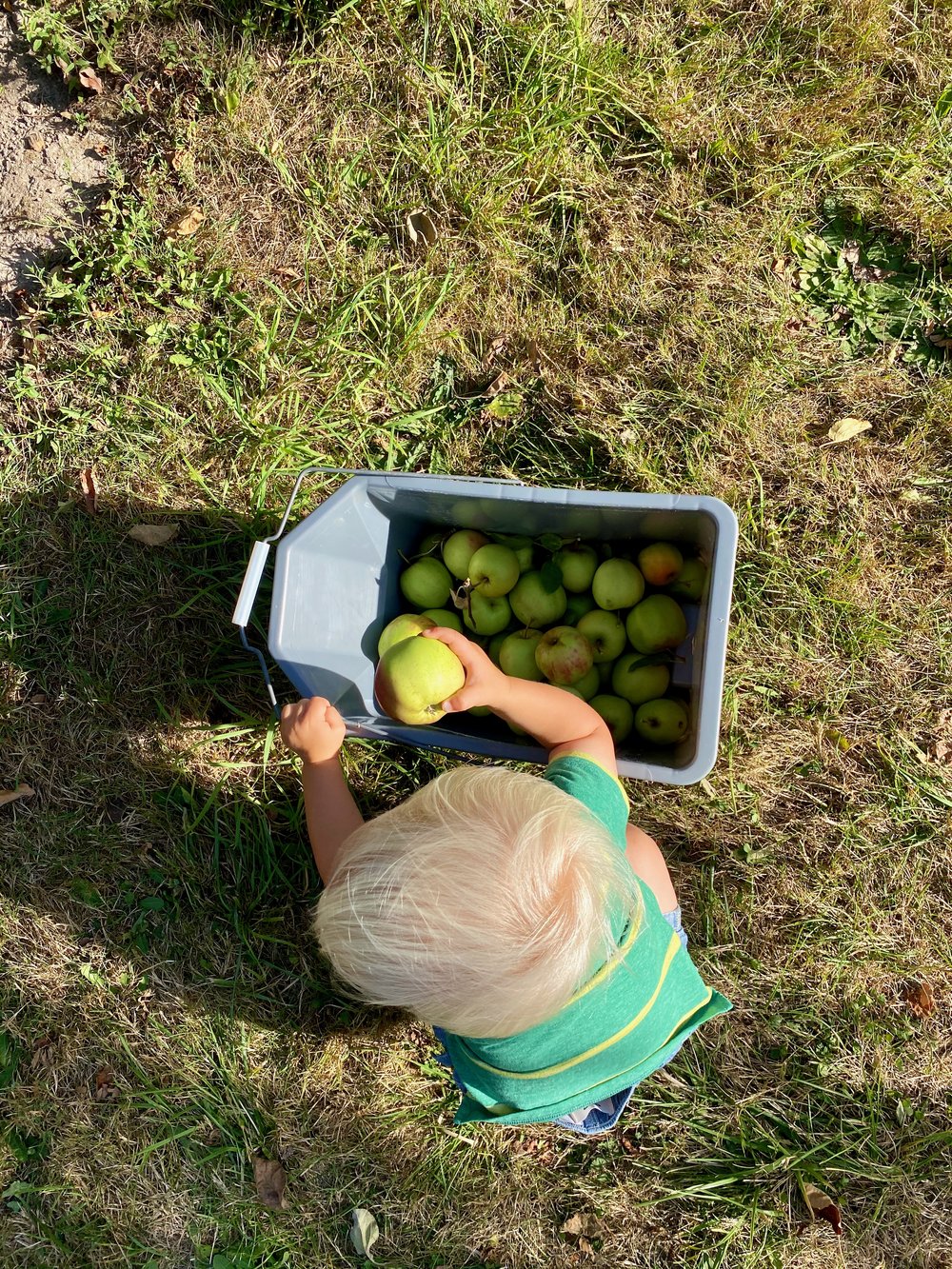 Curran Apple Orchard
