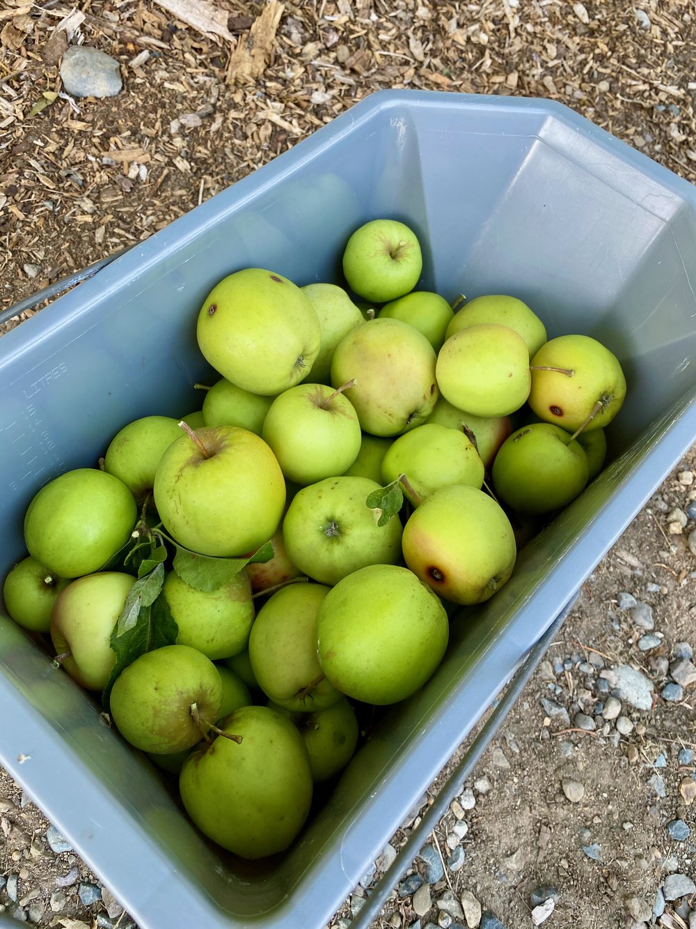 Curran Apple Orchard