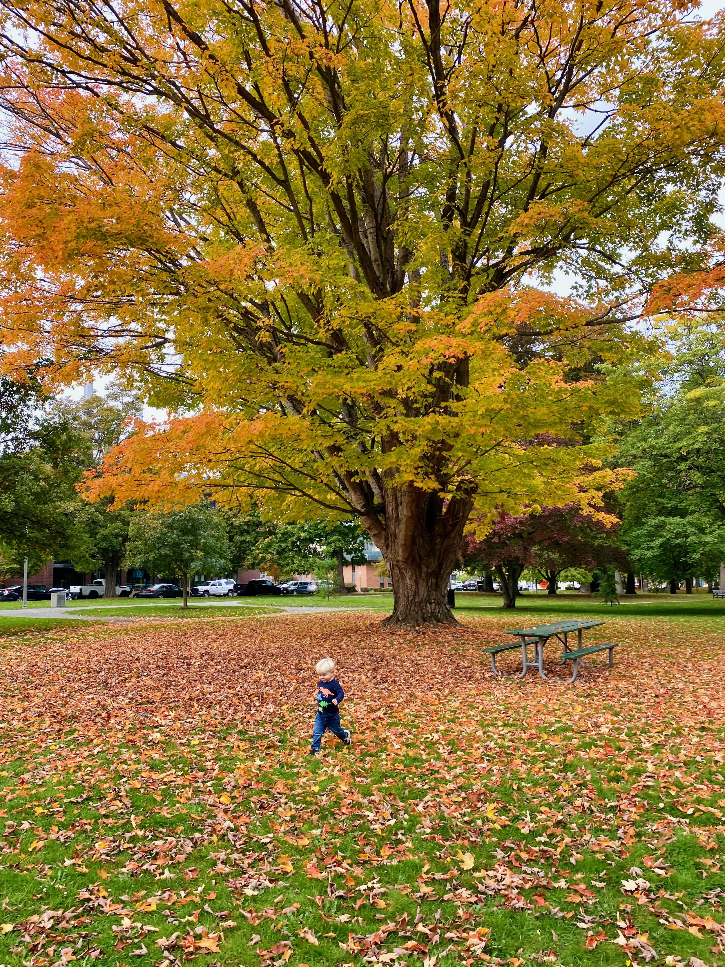 Fall Family Walks and Trots