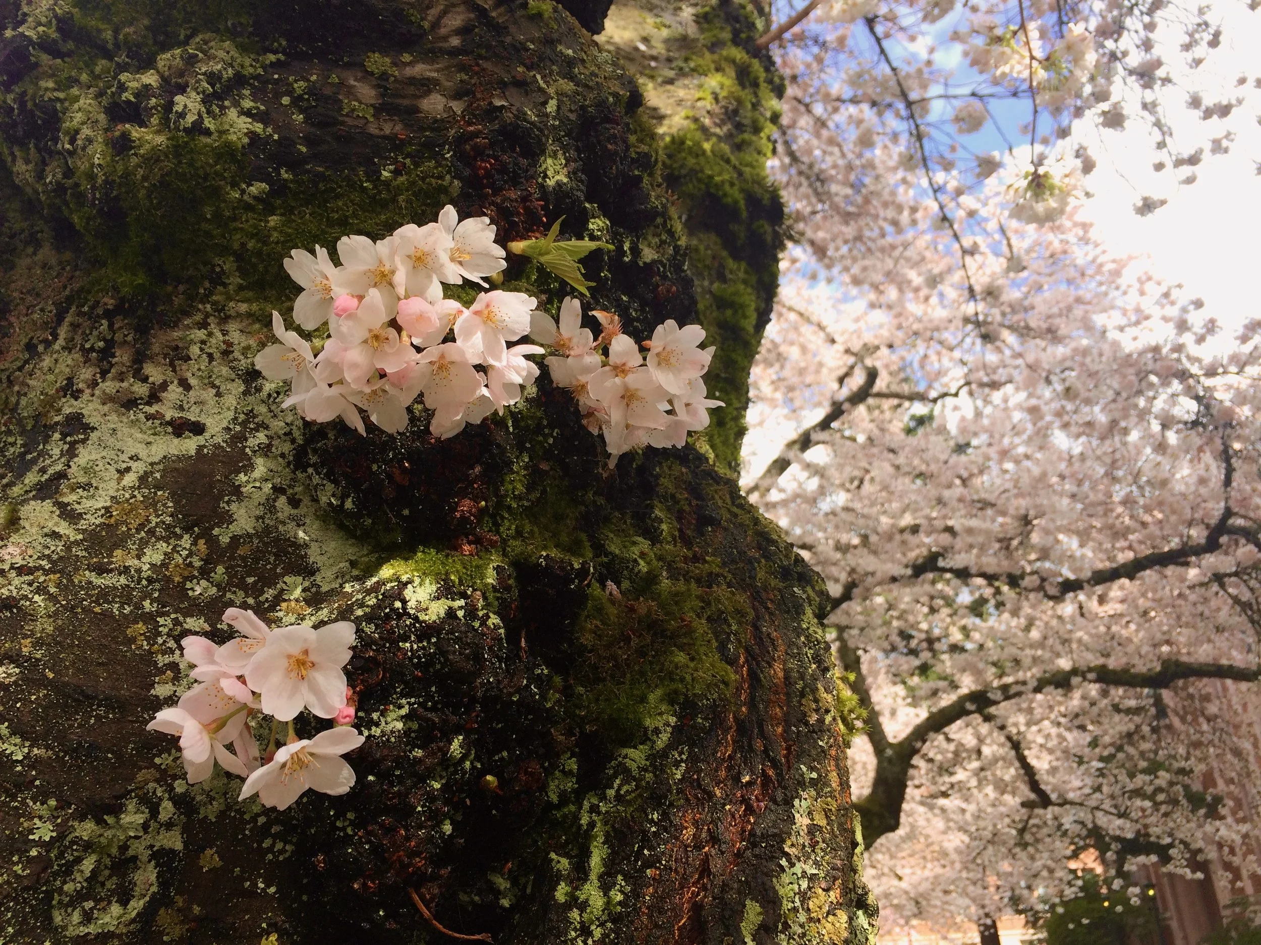 Cherry Blossoms in Tacoma and Beyond