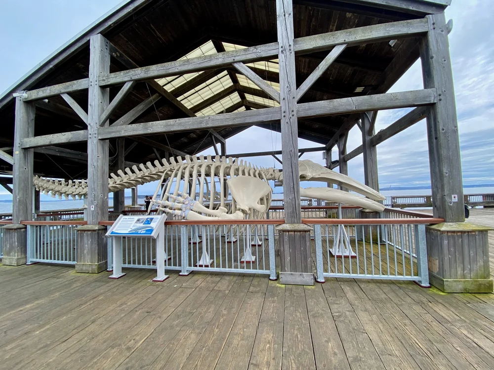 IMG_0995.jpeg
