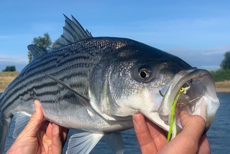 From our friends @acflyfishing  #Summer Stripers on the Lower Sacramento River 

We are very excited to be adding Striper Trips to our program this Summer. These are fish that we have always pursued on our &quot;guide days off&quot; but now want to s