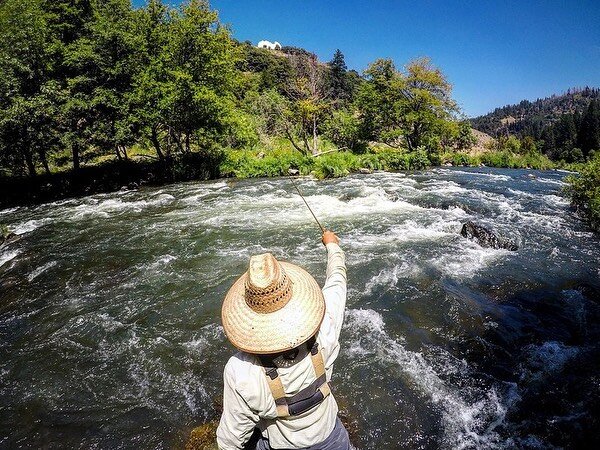 From our friends @acflyfishing  Walk and Wade 
 
For those looking to spend a day on foot instead of a boat, there are a few great options right now:

- McCloud River -
- Upper Sacramento River - 
- Pit River -
- Hat Creek -
 
These are 4 of our most