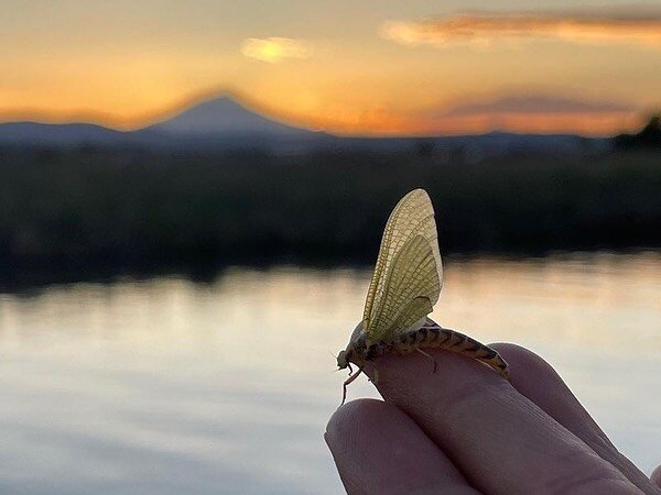 From our friends @acflyfishing  Summer Highlight:
The Fall River
It's the time of year that we all look forward to fishing our favorite Spring Creek! If you've experienced a day of fly fishing on Fall River before, you know just how special this plac