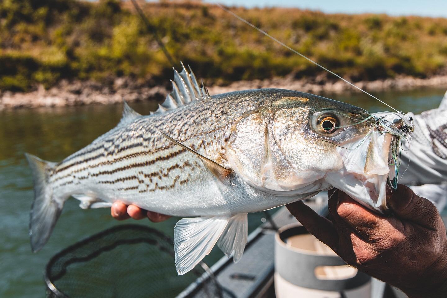 From our friends @acflyfishing  We're excited to be offering shad and striper trips on the Lower Sac this summer. This is a great chance to chase some different species and use some different techniques. Swing flies with a spey rod is a great way to 