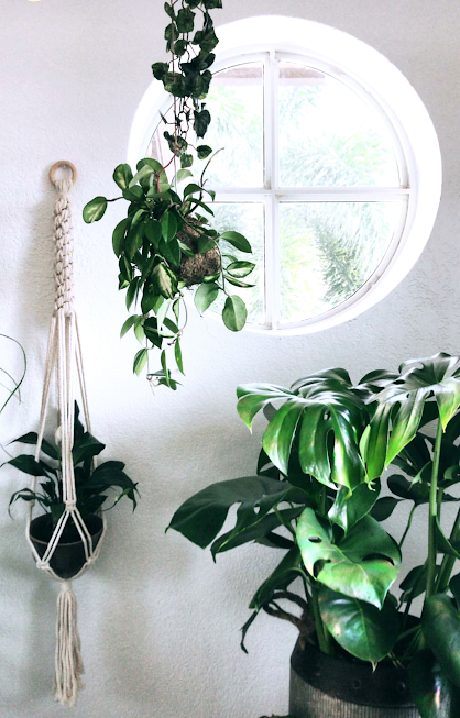 HOW INSANELY BEAUTIFUL! This plant setup has got me all googly eyed. My Macrame plant hanger really looks great surrounded by all her green friends! Thanks for being such a good plant mama!