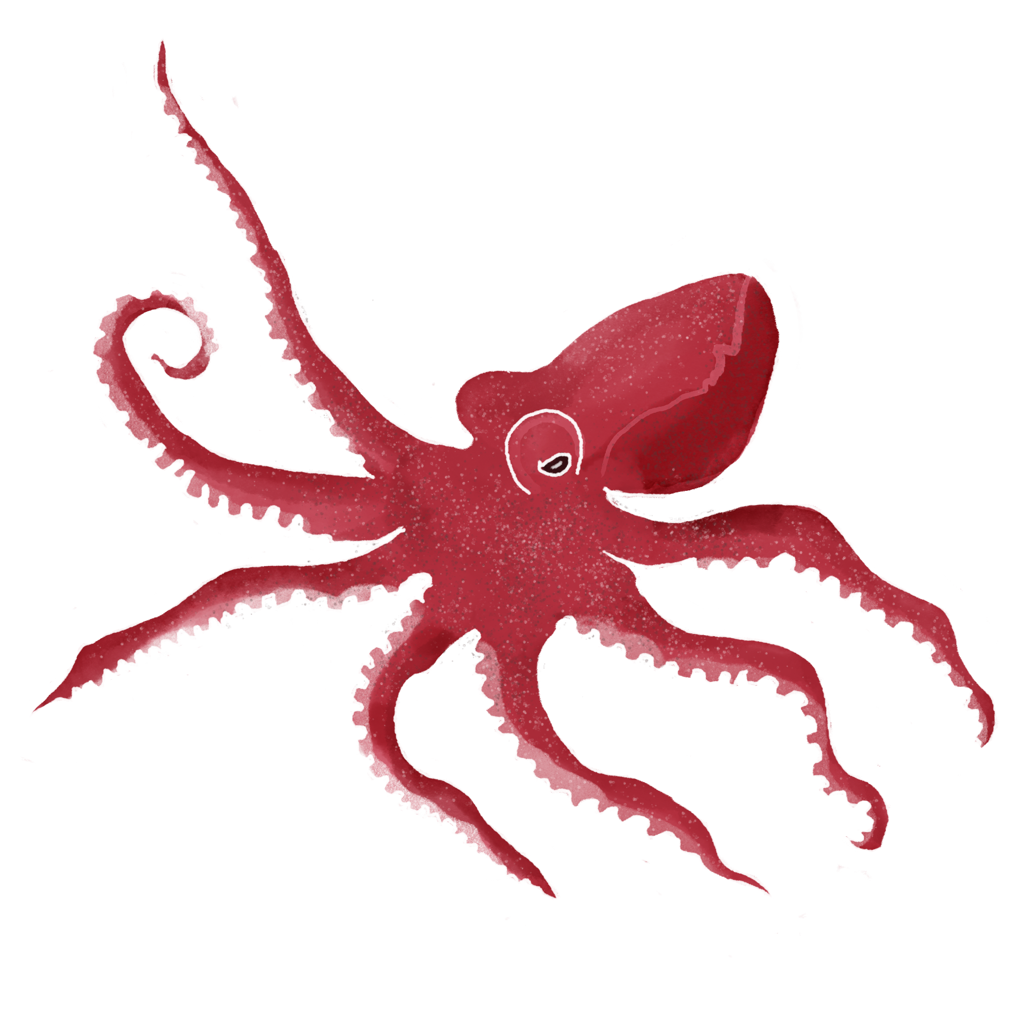octopus.png