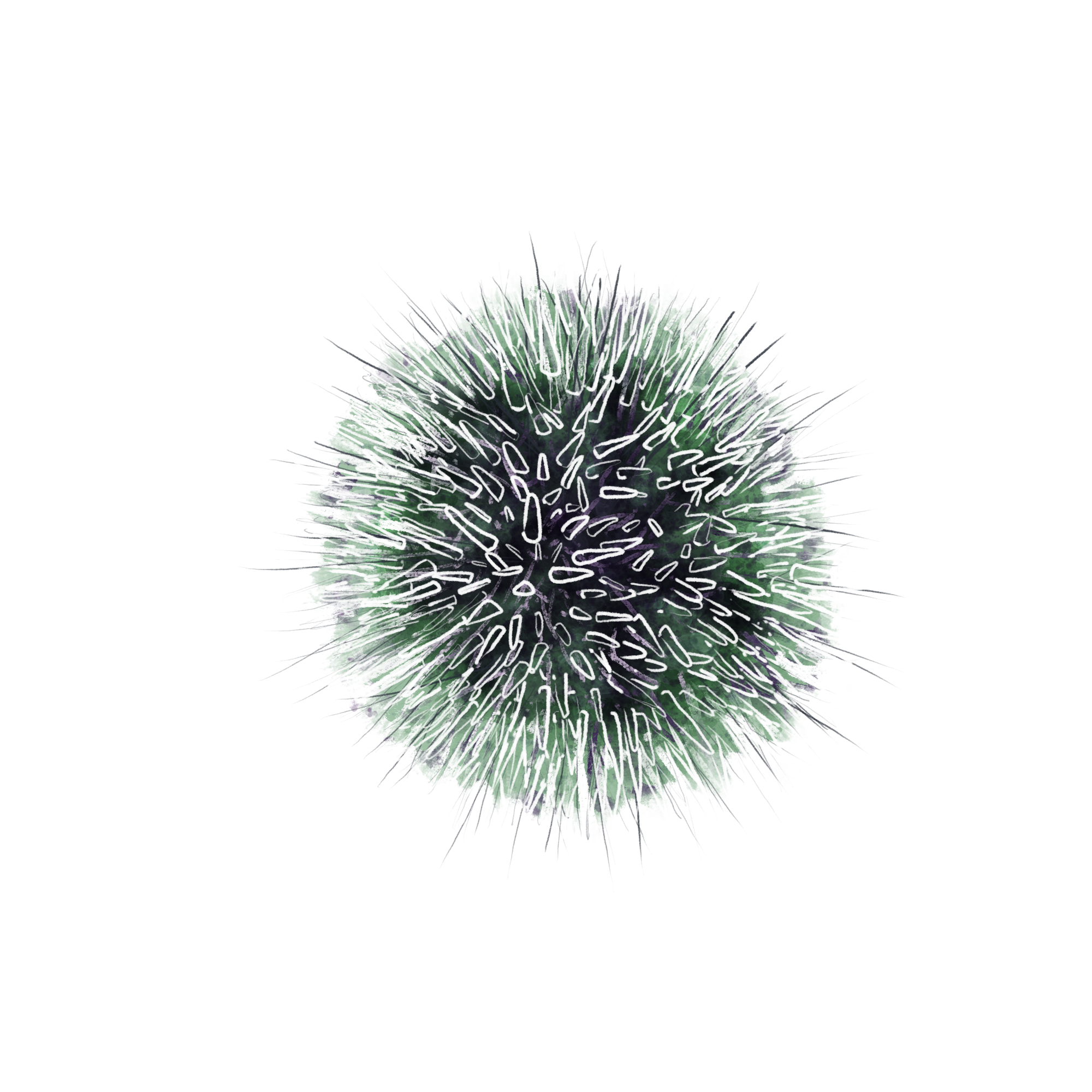 urchin.png